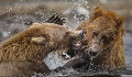 Cette fois c'est pour de vrai ! grizzly, combat de grizzlys, Alaska, Alaska sauvage, parc de Katmai 