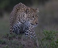 Tranquillement ce léopard a gravi ce talus ; tous sens en éveil il chasse. Léopard 
 Masai Mara 
 leopard 
Kenya, Afrique sauvage, Animaux d'Afrique, photographe animalier,
 photographie animalière 
