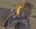 lion, chasse de lion sur gnou, Masai-Mara, Savanna, animaux d'Afrique, Kenya, animaux du Kenya,  