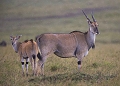  Elan 
 Masaï Mara 
Kenya, savanne, 