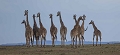 Il n'est pas courant de voir une groupe de giraffes rassemblées. La lumière a donné un rendu inattendu.  