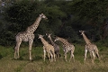 Ce matin-là, ce groupe de jeunes girafes est resté très longtemps loin de nous avant de s'avancer par étapes jusqu'à me permettre de faire cette photo.  