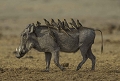  phacochère, pique-boeuf, réserve de Savuti, Botswana, animaux d'Afrique 