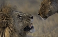  lion et lionne, Botswana, Savuti, animaux d'Afrique, photographie animalière 