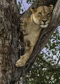 Afin de trouver sa tranquillité et éviter les harcèlements d'un mâle cette lionne s'est précipité en haut d'un arbre. lionne dans un arbre, Botswana, réserve de Moremi, animaux d'Afrique 