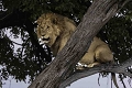 Ayant senti que la lionne s'était précédemment perchée dans cet arbre, ce mâle a pris sa place quelques instants après.  