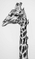  girafe et piques-boeuf, Botswana, animaux d'Afrique 