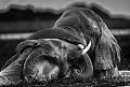  river Chobe, éléphants dans la rivière Chobe, Botswana, animaux d'Afrique , photographie animalière, élephants en noir et blanc 