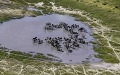  Delta de l'Okavango, zèbres vue du ciel, Botswana, Zèbres dans le delta de l'Okavango, animaux d'Afrique 