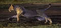  lionne, Botswana, animaux d'Afrique, photographie animalière, lionne bondissant 