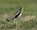  Vanneau à tête blanche, Botswana, oiseaux d'Afrique, oiseaux du Botswana, photographie animalière, 