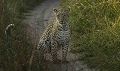  léopard dans Morémi, léopard au Botswana, animaux d'Afrique, photographie animalière, photographe animalier 