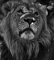  lion, Botswana, animaux d'Afrique, Photographie animalière, Savuti 