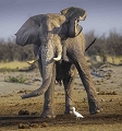  Elephant, Savuti réserve, Botswana, animaux d'Afrique, photographie animalière, 