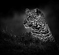 Léopard 
 Masai Mara 
 Masaï-Mara 
 animaux d'afrique 
 kenya 
 leopard 
 wildlife 