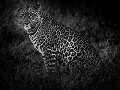  Léopard 
 Masai Mara 
 Masaï-Mara 
 animaux d'afrique 
 kenya 
 leopard 
 wildlife 
