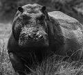  Masai Mara 
 hippopotame 