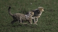  guépard, jeunes guépards, Kenya, animaux d'Afrique, savane, photographie animalière 