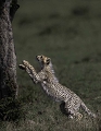  Guépard, Kenya, animaux d'Afrique 