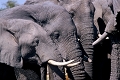 afrique du sud 
 elephant 
 parc kruger 