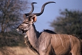  afrique du sud 
 koudou male 
 parc kruger 