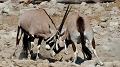  oryx
combat
Namibie
etosha 