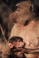  afrique du sud 
 babouin chacma 
 parc kruger 