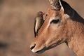  afrique du sud 
 impala 
 parc kruger 
 pique boeuf 