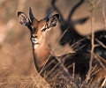  afrique du sud 
 impala 
 parc kruger 