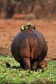  afrique du sud 
 hippopotame 
 parc kruger 
