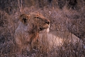 afrique du sud 
 lionne 
 parc kruger 