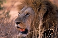  afrique du sud 
 lion 
 parc kruger 