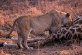 La densité des giraffes est importante dans certains secteurs du parc Kruger où la savane n'est pas ouverte . Les lions profite de ce milieu et de cette proie qu'ils chassent assez fréquemment . afrique du sud 
 carcasse 
 girafe 
 lion 
 parc kruger 