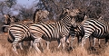  afrique du sud 
 parc kruger 
 zebre de burchell 
