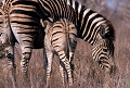  afrique du sud 
 parc kruger 
 zebre de burchell 