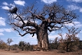  afrique du sud 
 baobab 
 parc kruger 