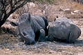  afrique du sud 
 parc kruger 
 rhinoceros blanc 