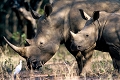 @ afrique du sud 
 ndumo 
 rhinoceros blanc 