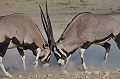  combat oryx 
 namibie
 etosha 