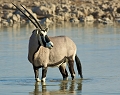  etosha 
 namibie 
 oryx 