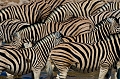  etosha 
 namibie 
 zebre de burchell 