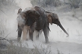  bain de poussiere 
 elephant 
 namibie 