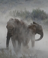  bain de poussiere 
 elephant 
 namibie 
