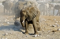  eÌleÌphant 
 etosha 
 namibie 