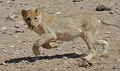  jeune lion 
 namibie 