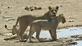  jeune lion 
 lionne 
 namibie 