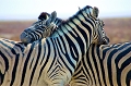  etosha 
 namibie 
 zeÌ€bre 
 zebre de burchell 