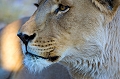  lionne 
 namibie 