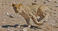 posté près d'un point d'eau , ce jeune lion a s'est mis en chasse  tout en guettant sa proie , un springbok qu'il n'a pu rattraper chasse 
 jeune lion 
 namibie 
