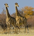  Etosha 
 girafe 
 Namibie 